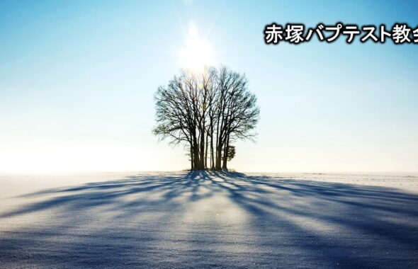 冬　陽ざしを浴びる木